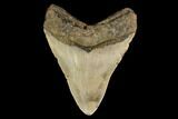 Fossil Megalodon Tooth - North Carolina #147528-1